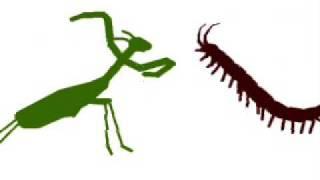 Mantis vs Centipede