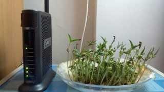 Planting beansprout beside the wifi router for 11 days