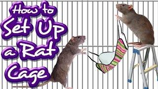 How to Set Up a Rat Cage (Like a Pro!!)