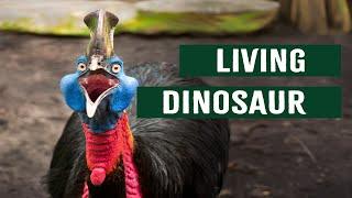 Killer Cassowaries: The Worlds Most Dangerous Bird To Walk The Planet