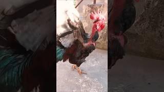 #shorts#shortvideo#short#shortsfeed#new#song#rap#chicken#dance#funny#love#dancer#duet#zidaanshahidal