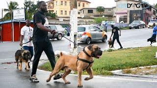 Massive dogs stroll despite heavy rainfall at Cape Coast Dog Walk