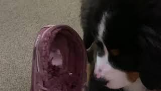 Mousse Caught Eating a Shoe!