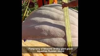 Pump-king of Moscow: 818kg giant gourd squashes Russian record