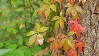 Gentle Rain On Leaves In Forest Sounds For Sleeping ~ Calm Nature Dripping Drops Ambience