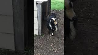 Goat scream