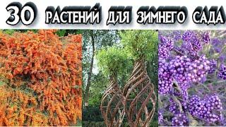 РАСТЕНИЯ ДЕКОРАТИВНЫЕ ЗИМОЙ - Растения Для Зимнего Сада - Вечнозеленые Растения