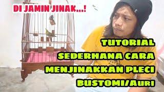 TUTORIAL SEDERHANA CARA MENJINAKKAN PLECI BUSTOMI ATAU AURI || DIJAMIN JINAK