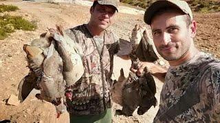 Chasse 2021 Perdrix et lievre hunting partridge rabbit hunting/tavşan avı صيد الحجل