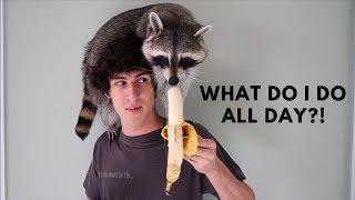 A Day in the Life of a Pet Raccoon