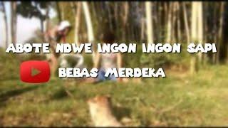 AKTIVITAS  DESA  Eps 1 "ABOTE NDWE INGON INGON SAPI".....!!!