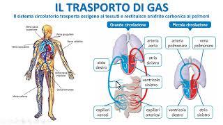 COME AVVIENE IL TRASPORTO GASSOSO NEL SANGUE