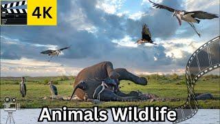 Marabou Stork: The Video Description of Marabou Stork Bird | Animal Documentary