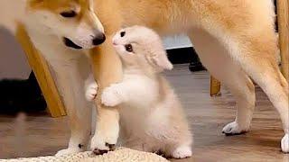 New  Funniest Cats And Dogs Videos  Best Of The 2023 Funny Animal Videos  - Cutest Animals Ever