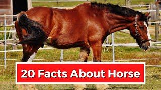 20 INTERESTING FACTS ABOUT HORSES
