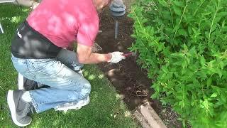 Man Says He Can't Remove Tree Roots Then Does It Anyway