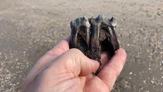 We found fossilized rhino teeth! Stone age woolly rhino jaw found on the North Sea Coast