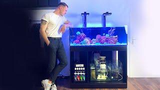 GERMAN REEF TANKS - my Waterbox FRAG 105.4 - with lionfish #aquarium