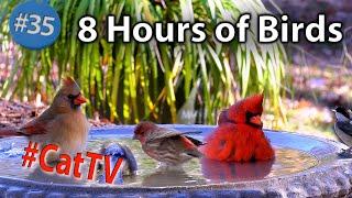 8 Hours of Birds Drinking & Splashing in a Birdbath with Sound and A Dozen Different Birds #CatTV