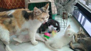 Calico Mother Cat And Her 5 Adorable Kittens Were Abandoned She Looks Worried For Her Kittens