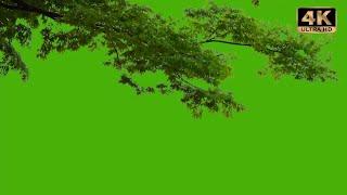 Tree green screen background