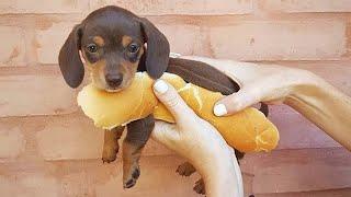 Funniest & Cutest Dachshund Puppies #4