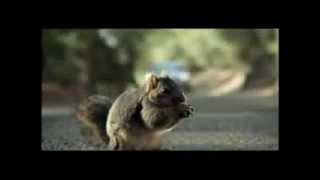 Screaming Animals : Bridgestone Super Bowl Commercial