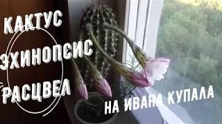 Как прекрасен этот мир! Необычный кактус