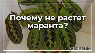 Почему не растет маранта? | toNature.Info