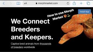 Morph Market 101: how to order a snake online.