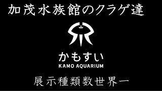 加茂水族館のクラゲ