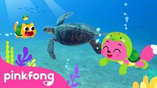 I’m a Baby Turtle | Sneak Peek of Baby Turtle's Day! | Kids Nursery Rhyme | Pinkfong Ninimo