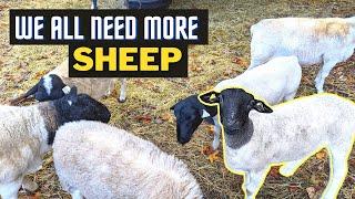 Raising Sheep on a Small Scale