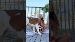 Trying to Do Yoga... But My Dog is the Real Star!  #shorts #dogs #dogfunny #funnydogs #fitness