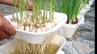Brilliant idea | How to grow onions & garlic in styrofoam box