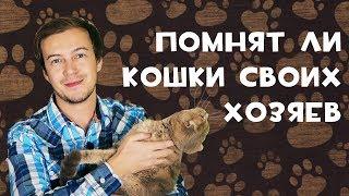 Скучают ли кошки по своим хозяевам?