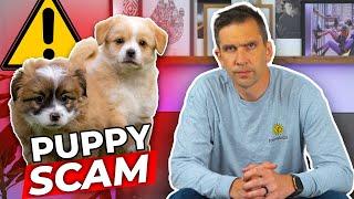 Watch Out For Puppy Scammers!
