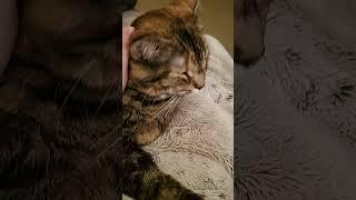 nap time kitty #cat  ASMR purring