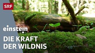 Unberührter Wald – ein wichtiger Lebensraum für Tiere und Pflanzen | Einstein | SRF