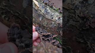 Silverleaf Fungus (Chondrostereum purpureum) ️ #nature #fungi #forest