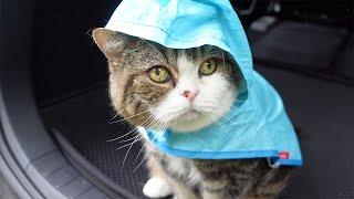 Maru takes a walk in a raincoat 4.