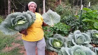 Cabbage growing, harvest, and storage tips