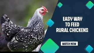 How To Feed Chickenks From You Own Land:The Easy Way
