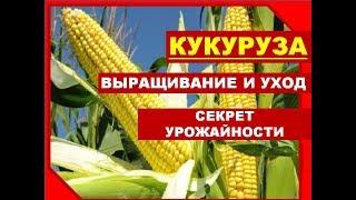 Секреты выращивания КУКУРУЗЫ/ Как выращивать кукурузу в Сибири. Кукуруза на даче: посадка и уход