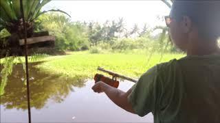 TILAPIA HUNTING (Airgun Fishing)