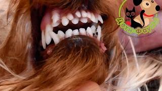 Зубы у йорка. Нарушение смены зубов у собаки