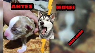 Crecimiento de cachorro Pitbull/Antes-Despues  Pitbull Puppy Growth/Before-After #pitbull #mtb