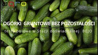 Ogórek bez mączniaka - zastosowanie AGRO ECA PROTECT