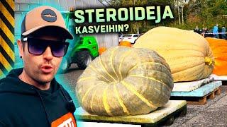 Kävin katsomassa jättikasviksia! 700kg kurpitsa, metrin kurkku, kahden kilon tomaatti!!