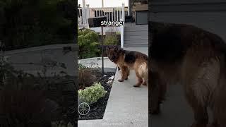 This dog surprises his owner again  #shorts